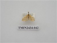 藏品(雙線苔蛾)的圖片